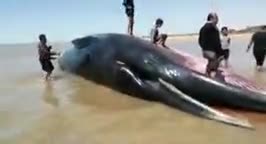 (فیلم) پیدا‌شدن جسد یک نهنگ 18 متری در ساحلی در بوشهر