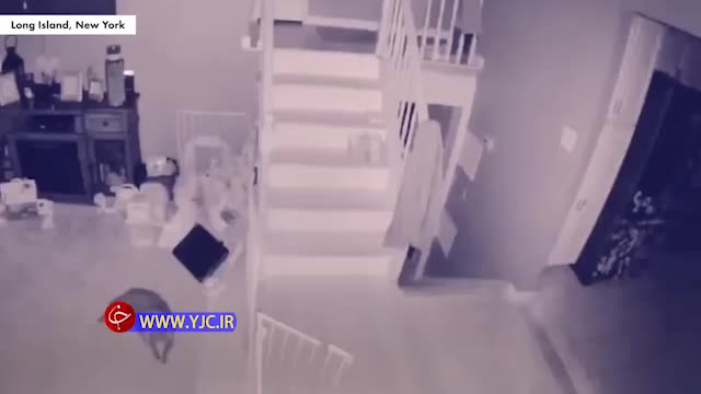 (فیلم) بازبینی دوربین مداربسته یک خانه، مالک آن و همسرش را شوکه کرد
