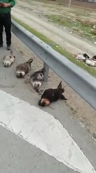 فروش سر الاغ در جاده بهشت زهرا!