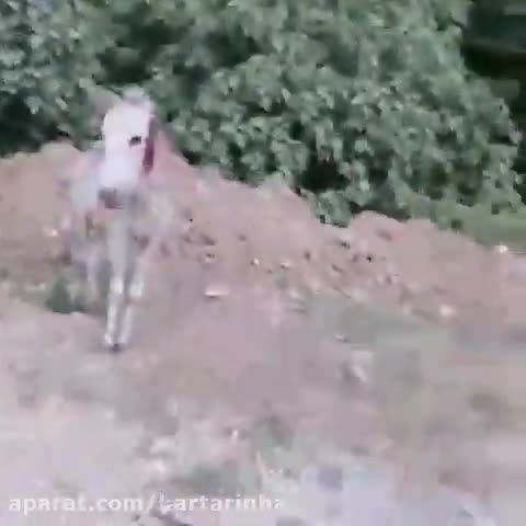 (فیلم) آزار دلخراش یک الاغ توسط پسری جوان در مازندران