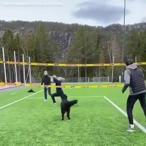 استعداد نهفته‌ی سگ‌ها در والیبال!