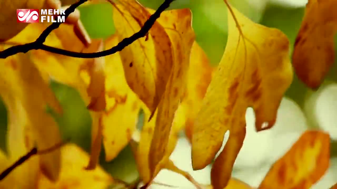 (ویدئو) دکلمه زیبای شعر کوچه به مناسبت زادروز فریدون مشیری