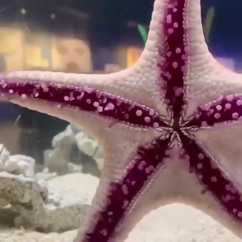 ویدئویی جالب از راه‌رفتن یک ستاره دریایی