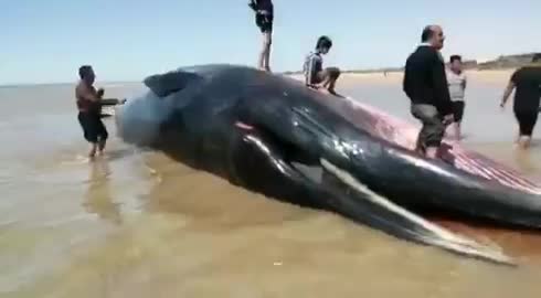 پیدا‌شدن جسد یک نهنگ در ساحلی در بوشهر