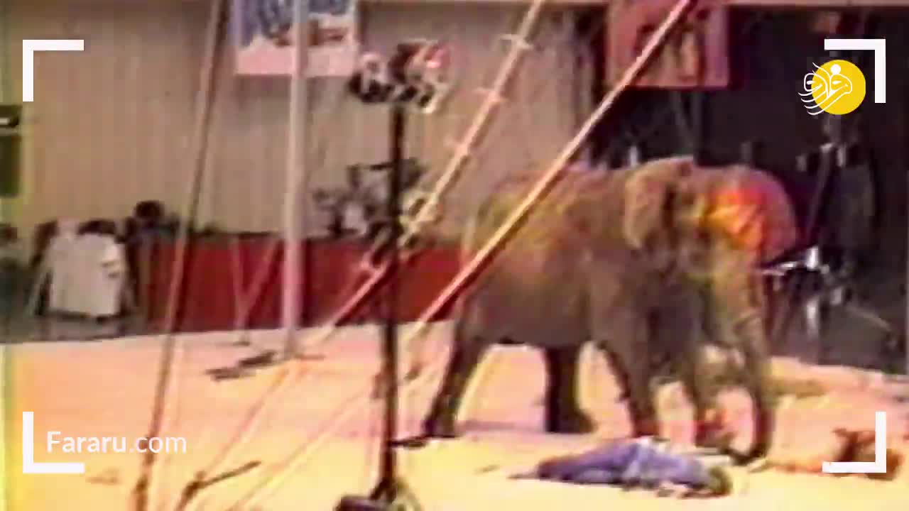 (فیلم) تصاویری دردناک از کشتن فیلی که مربیش را کشت