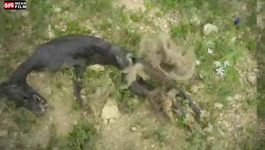 (فیلم) کشف لاشه موجود عجیب در کهگیلویه و بویراحمد