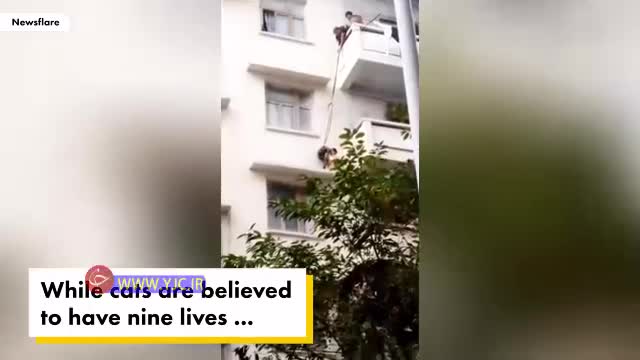 (فیلم) مادربزرگ چینی برای نجات گربه‌اش جان نوه ۷ ساله را به خطر انداخت
