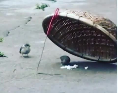 عشق گنجشکی، شکارچی را منصرف کرد