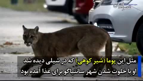 بازگشت حیوانات به شهر‌های تعطیل‌شده از کرونا