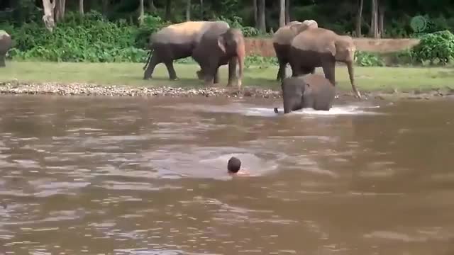 (فیلم) نجات جان انسان توسط فیل مهربان