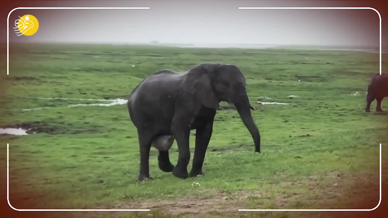 ویدئویی بی‌نظیر از زایمان فیل در طبیعت