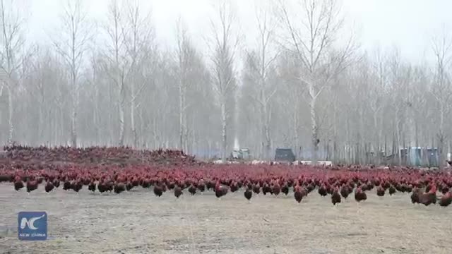 (فیلم) کشاورز چینی و مرغ‌هایش در اینترنت معروف شدند!