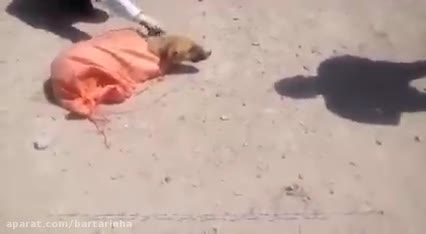 (فیلم) نجات سگ محبوس در گونی توسط راهداران