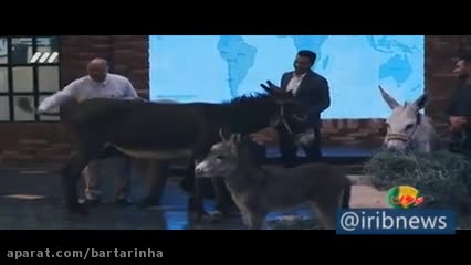 (فیلم)  دوشیدن شیر الاغ در برنامه شبکه ٣!