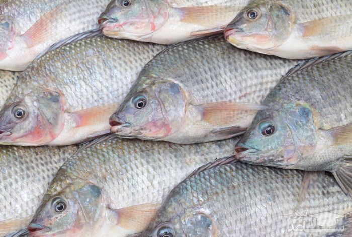 علت ممنوعیت واردات ماهی تیلاپیا
