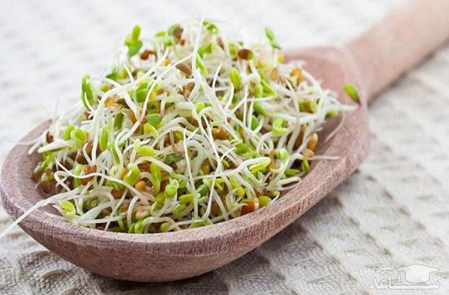 "جوانه گندم" اکثیر جوانی