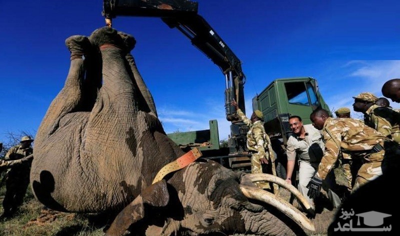روش جالب جابه‌جایی فیل‌ها در آفریقا/عکس