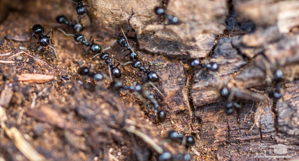روش های از بین بردن همیشگی مورچه ها