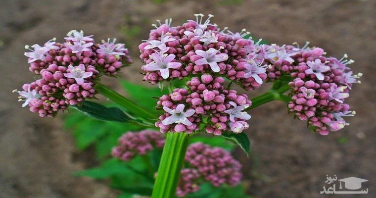 گیاهان مفید برای رفع اضطراب و استرس