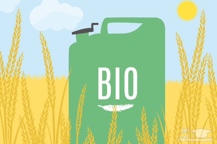 روشی سالم برای تولید سوخت‌ زیستی