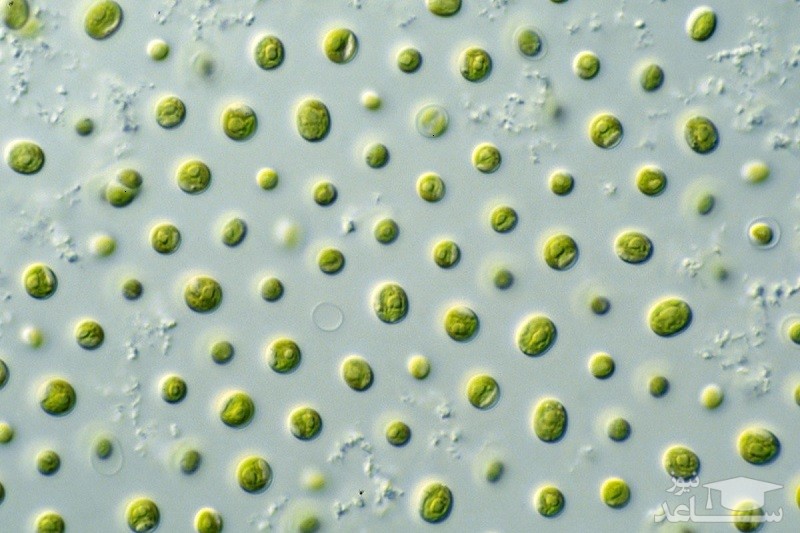 حذف دی اکسید کربن هوا با سیستم فناورانه گیاهی