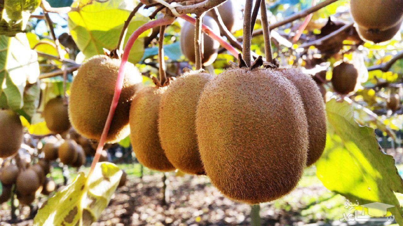 خواص باور نکردنی کیوی