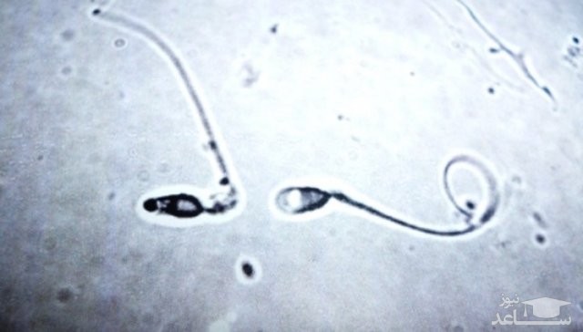 آیا جانداران میتوانند در فضا تولید مثل کنند؟