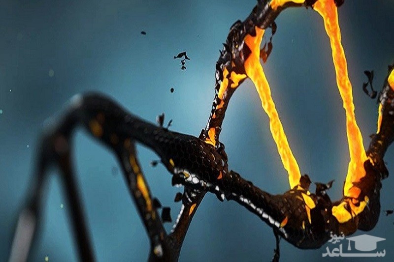 نقش زباله ژنتیکی در بقای ژنوم انسانی!