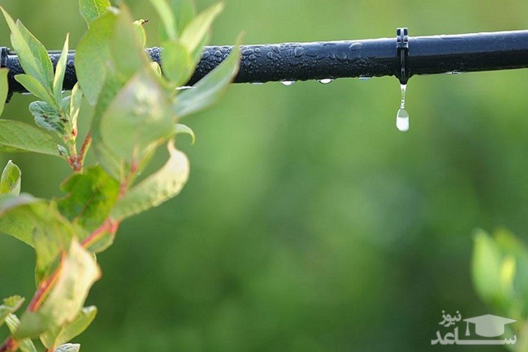 صرفه جویی در مصرف آب با اصلاح یک ژن گیاهی
