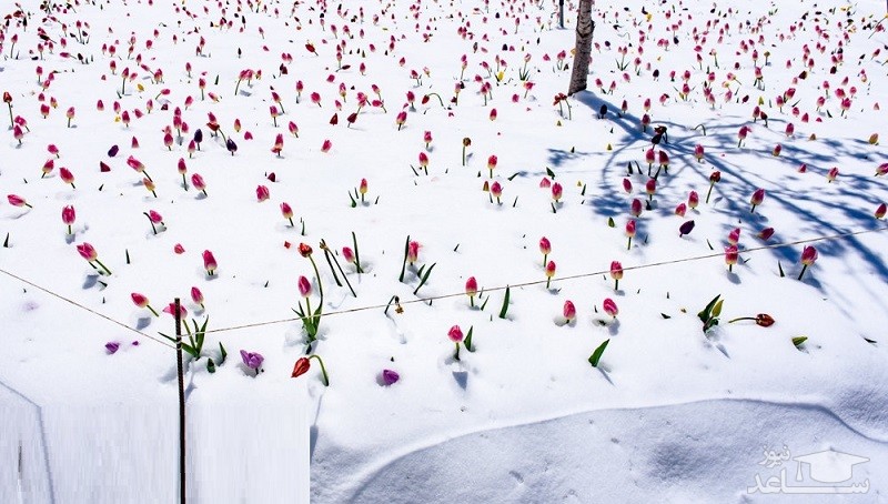 (عکس) بزرگترین باغ لاله‌ ایران زیر برف رفت!