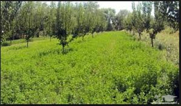 دانلود نمونه قرارداد بيع قطعي يك قطعه باغ