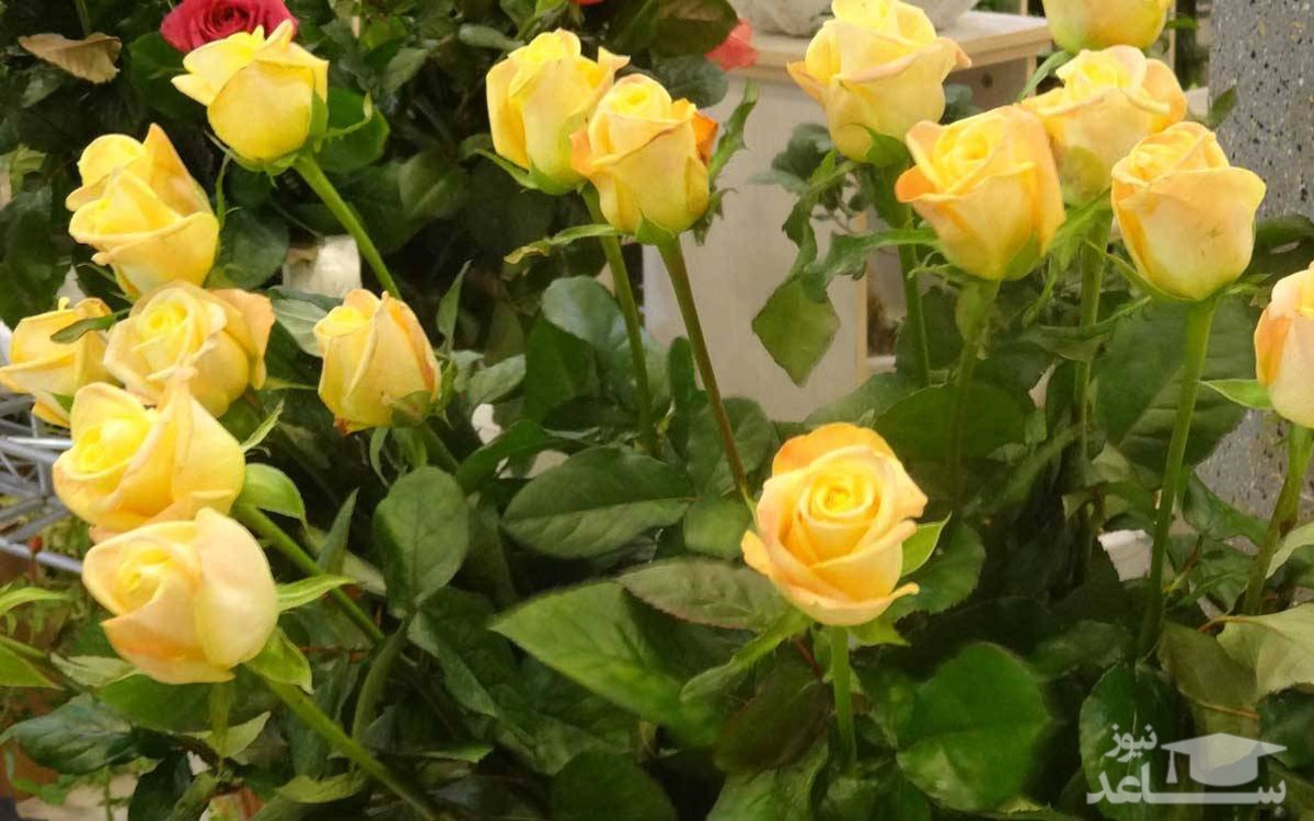 تشابه ژن گل رز با توت فرنگی!