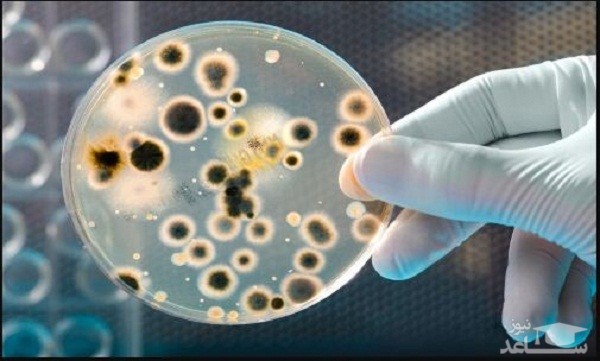 منابع دروس آزمون رشته زیست فناوری میکروبی و ضرایب آن در مقطع دکتری