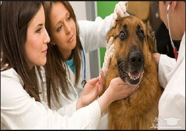 منابع دروس آزمون رشته زیست شناسی جانوری - سلولی و تکوینی  و ضرایب آن در مقطع دکتری