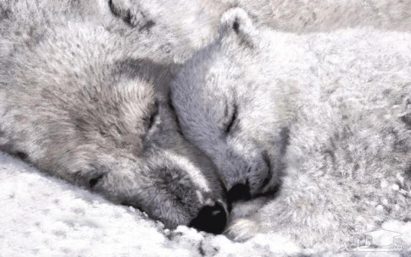 چرا حیوانات موقع خواب زمستانی از گرسنگی نمی میرند؟