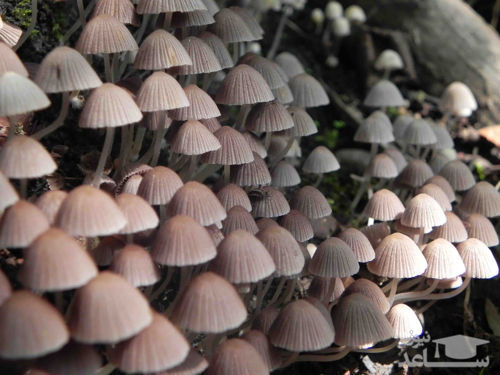 فوت 3 نفر بر اثر مصرف قارچ سمی در کرمانشاه