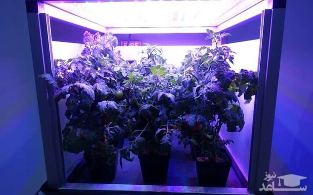 آیا ناسا موفق به پرورش گیاه در فضا خواهد بود؟!