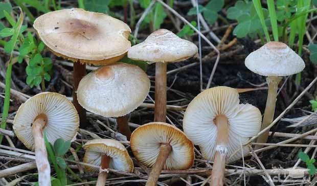 تصویر قارچ های سمی را به خاطر بسپارید!