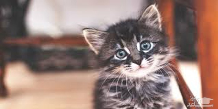 گربه حساسیت فصلی انسان را درمان میکند!