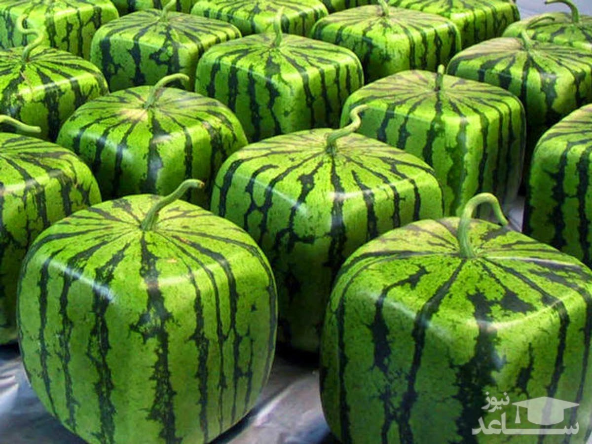 (فیلم) کاشت هندوانه‌های مربع در ژاپن