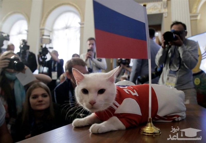 گربه روس نتیجه بازی ایران - مراکش را پیشگویی کرد