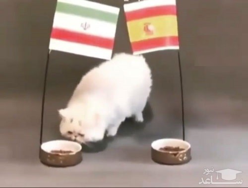(فیلم) پیشگویی یک گربه برای بازی ایران - اسپانیا