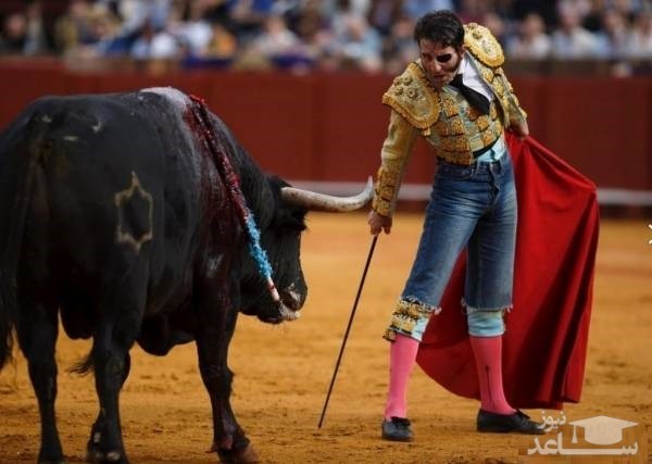 (فیلم) حمله وحشتناک گاو وحشی و مرگ دردناک گاوباز جوان