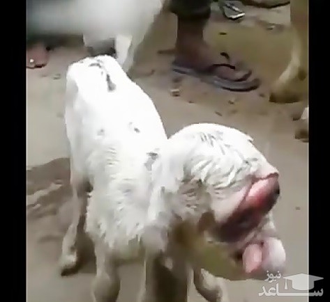 (فیلم) بزغاله ای با چهره ای شبیه به انسان