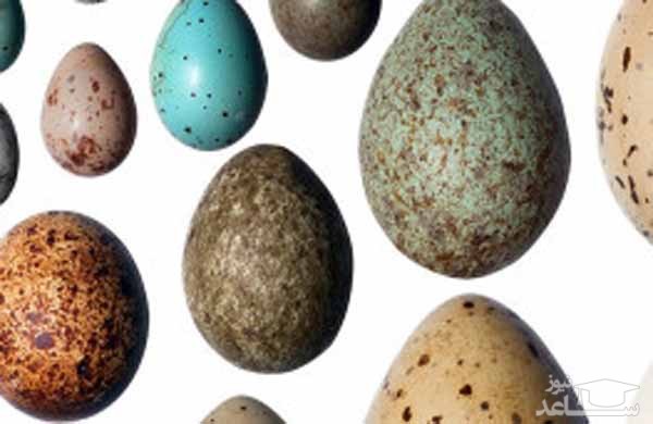چرا تخم پرندگان بیضی شکل هستند؟