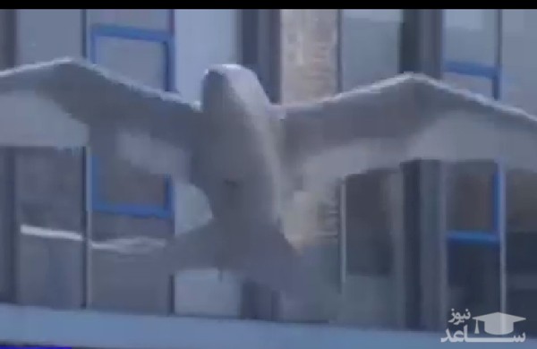 (فیلم) ربات های جاسوس پرنده نما در آسمان!