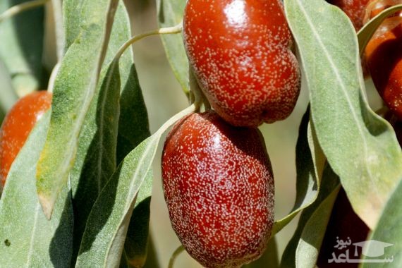 سنجد، درمانی برای آرتروز‌، روماتیسم و پوکی استخوان