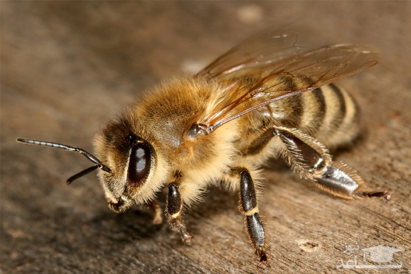 اقدامات لازم هنگام نیش زدن زنبور (زنبور گزیدگی)