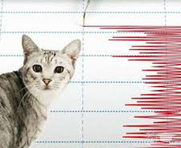 (فیلم) واکنش جالب حیوانات پیش از وقوع زلزله ۶.۱ ریشتری در کشور ژاپن