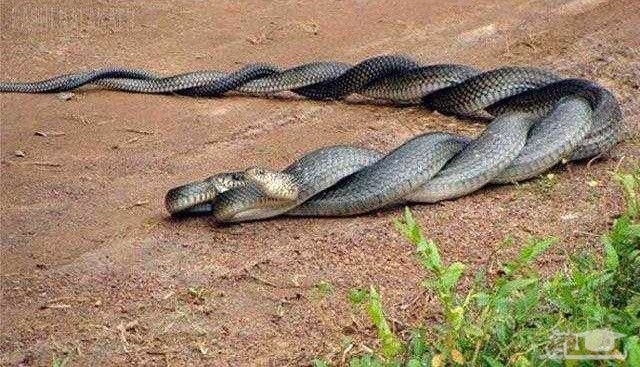 (فیلم) جفت‌گیری دو مار بزرگ جاده را بست!